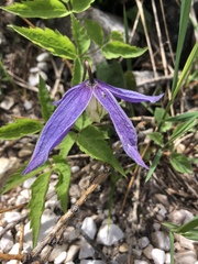 Clematis alpina