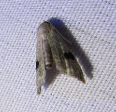 Abablemma duomaculata