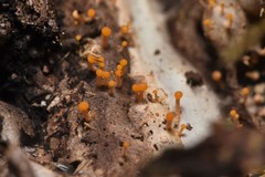 Eustilbum aureum