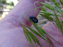 Saxinis saucia
