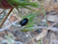 Saxinis saucia