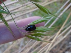 Saxinis saucia