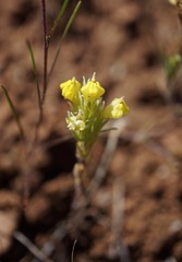 Castilleja lineariloba