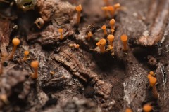 Eustilbum aureum