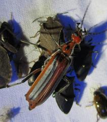 Pyrota tenuicostatis