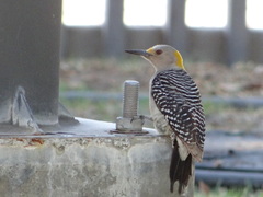 Melanerpes aurifrons