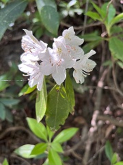 Rhododendron carolinianum