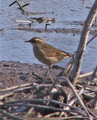 Cinclodes comechingonus