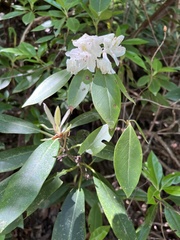 Rhododendron carolinianum