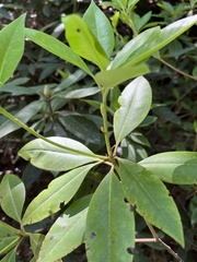 Rhododendron carolinianum