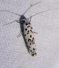 Ethmia bittenella