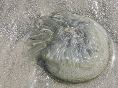 Paracondylactis sinensis