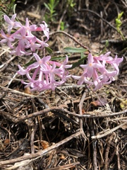 Daphne striata