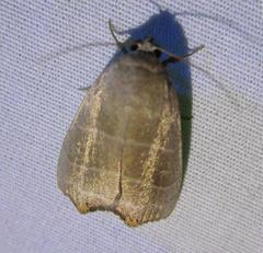 Bagisara rectifascia