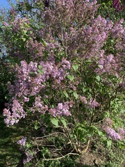Syringa