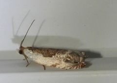 Ancylis nubeculana