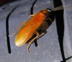 Ischnoptera bilunata