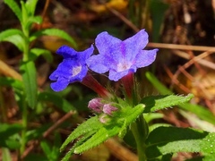 Glandora prostrata prostrata