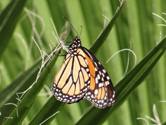 Danaus plexippus plexippus