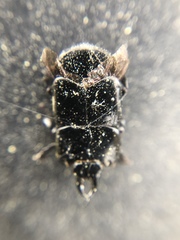 Hololepta aequalis