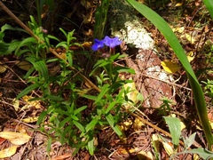 Glandora prostrata prostrata