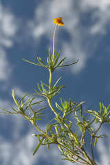 Melampodium linearilobum