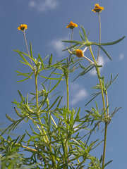 Melampodium linearilobum