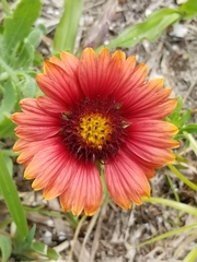 Gaillardia pulchella image