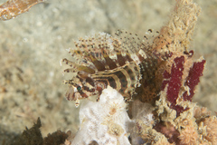 Dendrochirus brachypterus