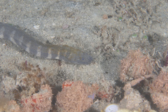 Acrochordus granulatus