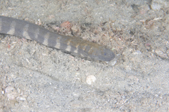 Acrochordus granulatus