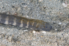 Acrochordus granulatus