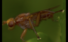 Tetanocera arrogans
