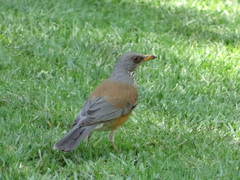 Turdus rufopalliatus