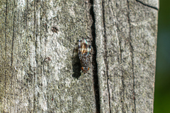Pseudotephritis vau