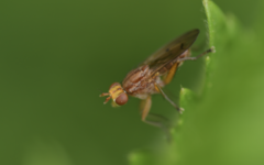 Tetanocera arrogans
