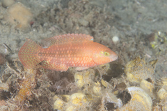 Oxycheilinus bimaculatus