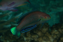 Cirrhilabrus punctatus