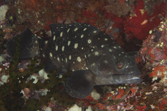 Epinephelus coeruleopunctatus