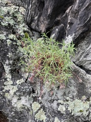 Paronychia argyrocoma