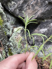 Paronychia argyrocoma