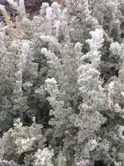 Artemisia pycnocephala