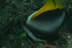 Heniochus singularius