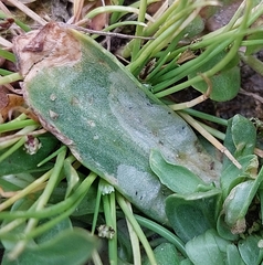 Chromatomyia centaurii