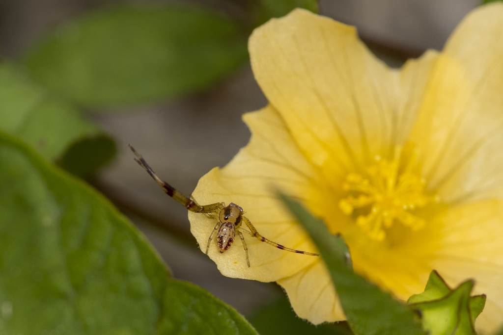 Mecaphesa dubia