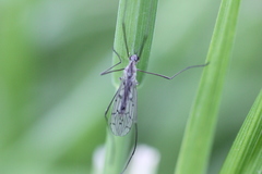Symplecta