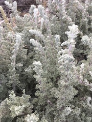 Artemisia pycnocephala
