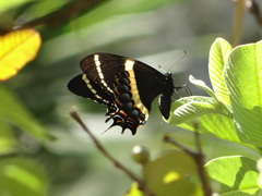 Papilio garamas