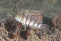 Amblygobius sphynx