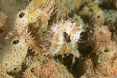Hippocampus histrix